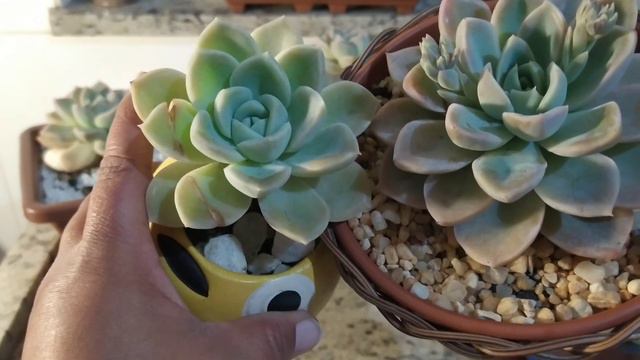 Echeveria Waite Gilva, Graptoveria Fantome:/Duas Suculentas Super Parecidas,( Porém Diferentes)...