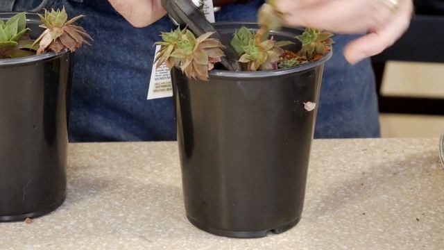 How to Make a Bowl Garden Using Hens and Chicks (Sempervivum) смотреть онлайн