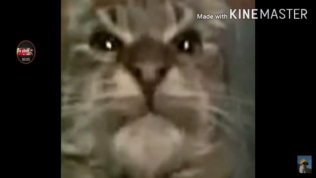 Кит ты маму мав оригинал смотреть онлайн