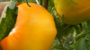 Томат Король Ананас. Спелые плоды, ура!