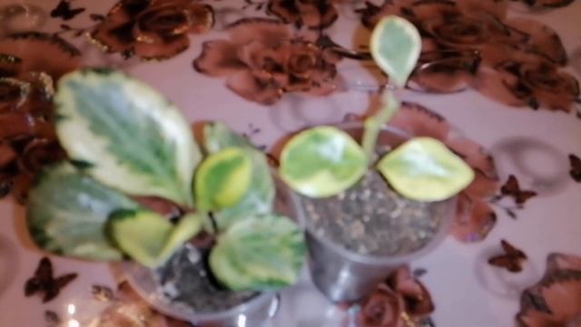 Комнатные цветы.Мои пеперомии в декабре. смотреть онлайн