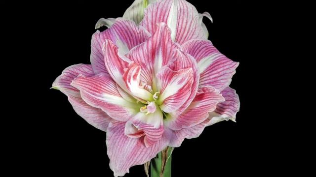 Amaryllis Pretty Nymph Timelapse смотреть онлайн