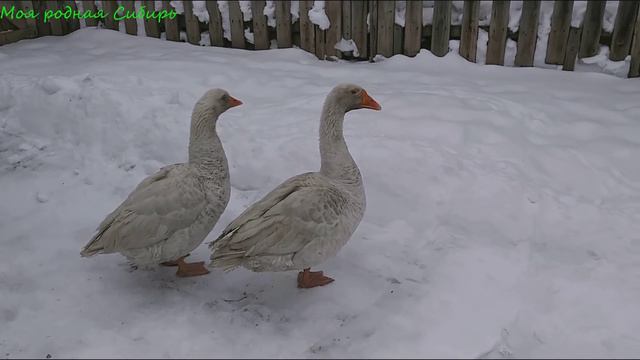 Пока была у кур, инкубаторский Гусак и Гошка выясняли отношения. Гошка сегодня злой! смотреть онлайн