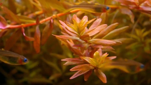 РОТАЛА В АКВАРИУМЕ. СОДЕРЖАНИЕ И УХОД смотреть онлайн