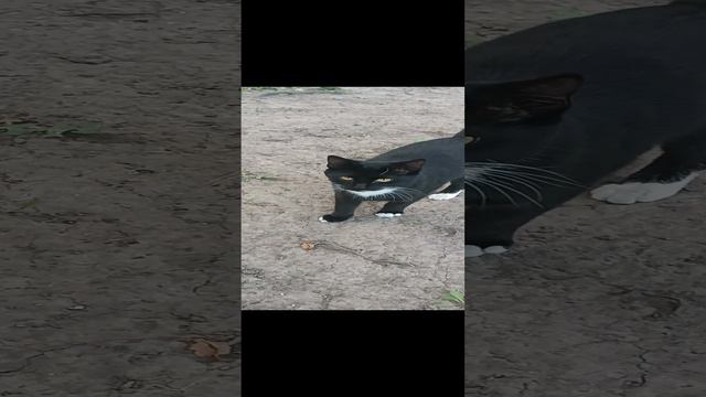 Наши уличные питомцы. смотреть онлайн