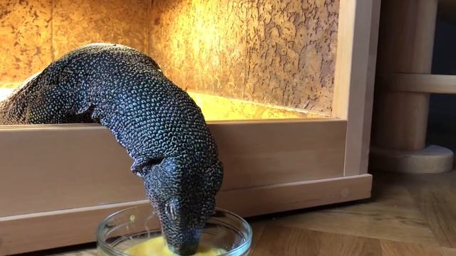 Mangrove Monitor Eating Raw Egg (Varanus Indicus)