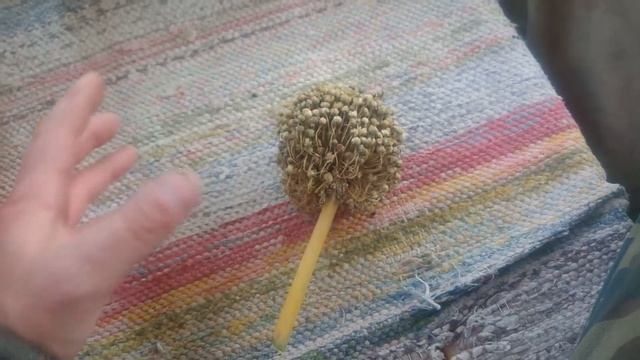 Лук чернушка семена выращивание.Как вырастить головку лука смотреть онлайн