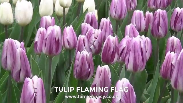 Tulip 'Flaming Flag' - FarmerGracy.co.uk смотреть онлайн