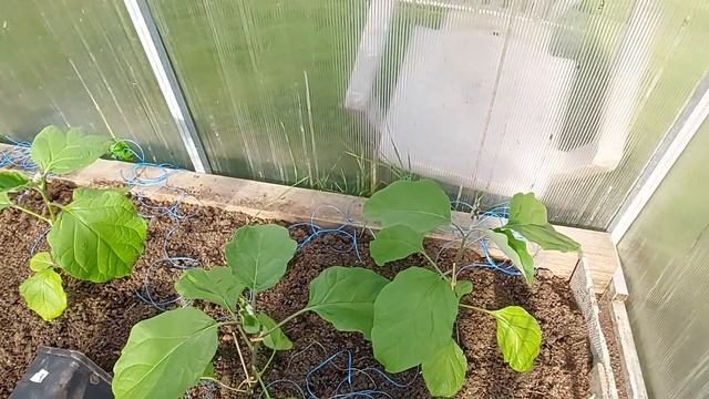 Высадила томаты, перцы и баклажаны! Рассада радует! смотреть онлайн