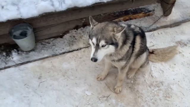 ВПАЛИ В ДЕТСТВО! РЕЗИДЕНЦИЯ КАРЕЛЬСКОГО ДЕДА МОРОЗА ТАЛВИ УККО! Интересные места Карелии, 2021 смотреть онлайн