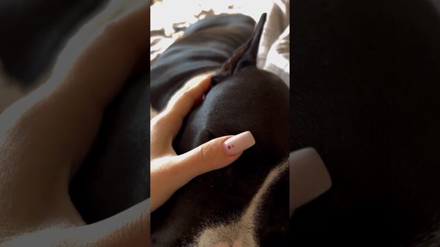 дом там, где твоя собака) лежит рядом и сопит. здоровая, сытая, любимая🥰 смотреть онлайн