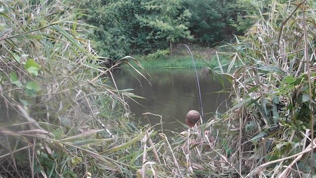 Ловля сазана, вываживание на быстром течении. Fishing river carp, pulling out fast for смотреть онлайн