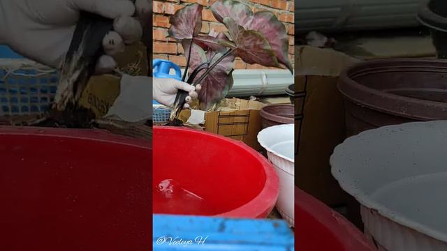 Proses pemindahan bunga keladi dan pengasingan ubi keladi смотреть онлайн
