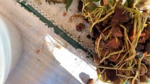 Выращиваем дендробиум Хибики. Пересадка. Грунт. Dendrobium hibiki