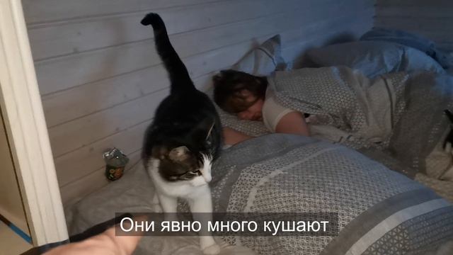 Теперь и наглые кошки вместе с наглыми хаски захватывают кровать.