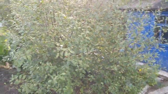 176. Прикупил землицы с зАмком. смотреть онлайн