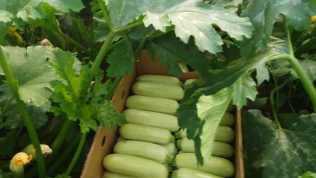 Вибірка кабачка Арал в теплиці смотреть онлайн