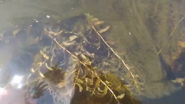 Какие красивые на реке Волга камни, тина, водоросли смотреть онлайн