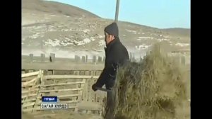 Сагай хурдэ от 3 февраля 2017. Токчин