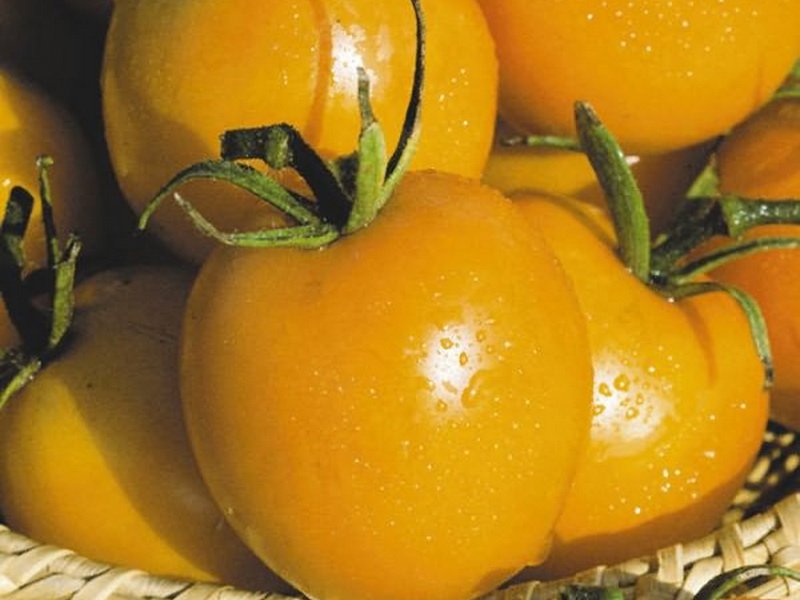 ОБЗОР САМЫХ УРОЖАЙНЫХ ЖЕЛТЫХ ТОМАТОВ С ПОТРЯСАЮЩИМ ВКУСОМ.Мои результаты.2021г. смотреть онлайн