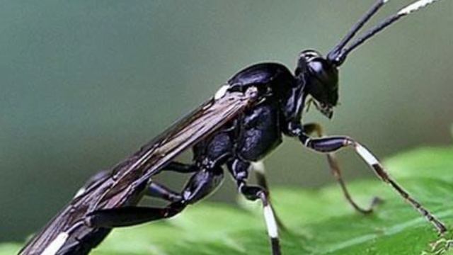 Существа, которые могут пережить ядерную войну // Ядерный взрыв смотреть онлайн