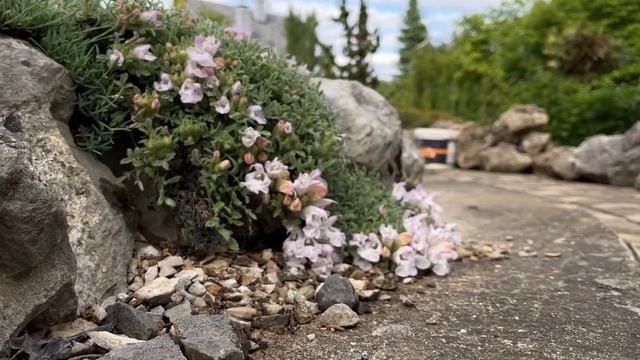 АЛЬПИЙСКИЕ ГОРКИ В МАЕ | ЦВЕТУЩИЙ САД смотреть онлайн