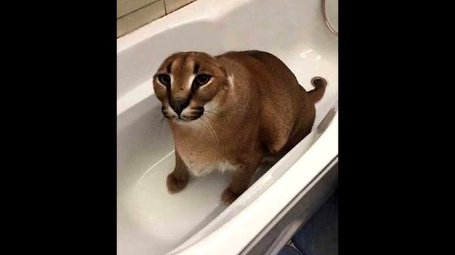 ШЛЕПА рассказывает анекдот про Наташу Ростову. Смотреть всем. ШОК. РЖАКА смотреть онлайн