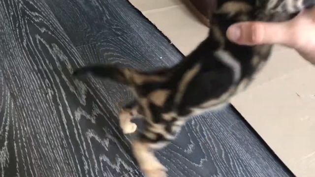 Бенгальский котёнок мрамор на золоте (3 мес) смотреть онлайн