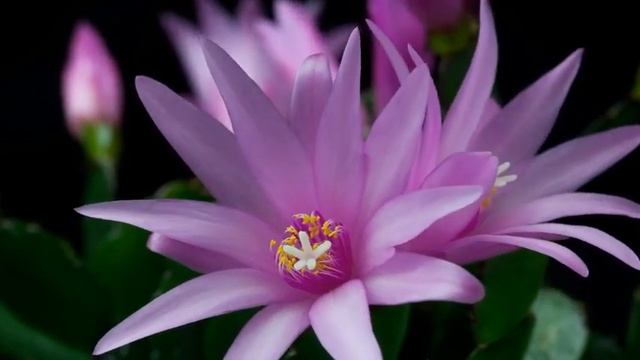 Распускающиеся цветы в замедленной съемке online video cutter com 1 смотреть онлайн