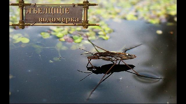 Авар мацIалда рухIчIаголъабазде цIарал смотреть онлайн