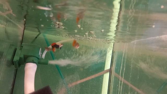 Гуппи Dumbo platinum red tail смотреть онлайн