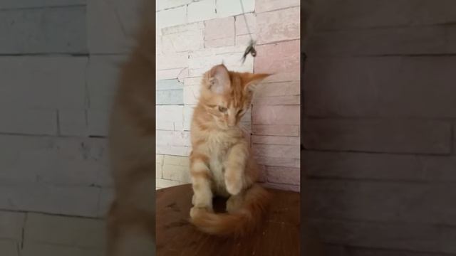 котята мейн-кун питомника No Angels смотреть онлайн