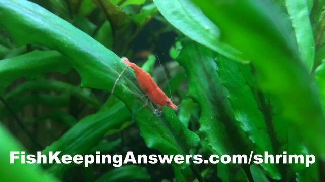 Why Are My Red Cherry Shrimp Losing Their Color? IS THERE SOMETHING WRONG WITH MY RED CHERRY SHRIMP смотреть онлайн