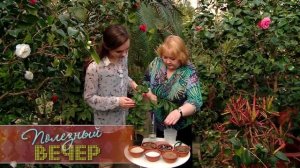 Выращиваем камелию