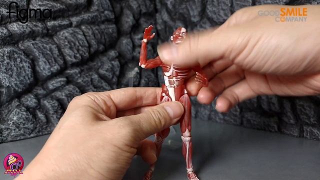 【開箱片】FIGMA【人體解剖模型】GOOD SMILE【HUMAN ANATOMICAL MODEL】SP-142 UNBOXING & REVIEW смотреть онлайн
