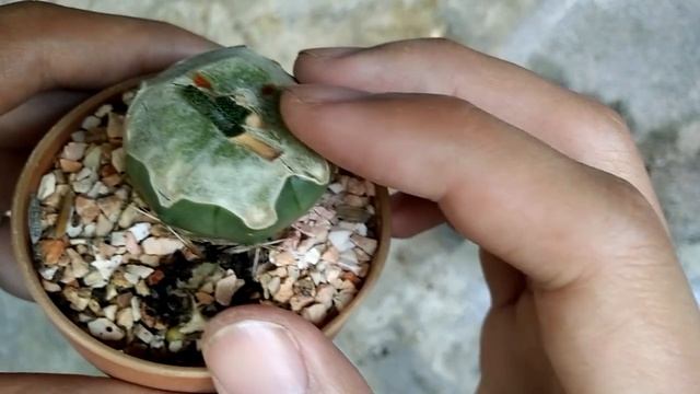 ? Update Astrophytum caput-medusae x Ferocactus กราฟคาปุสเมดูซ่าด้วยเฟอโร смотреть онлайн