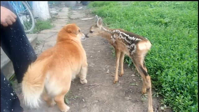 Домашний олененок) смотреть онлайн
