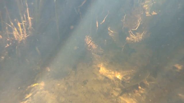 Подводная съёмка рыб в реке! Куча крупной рыбы! смотреть онлайн