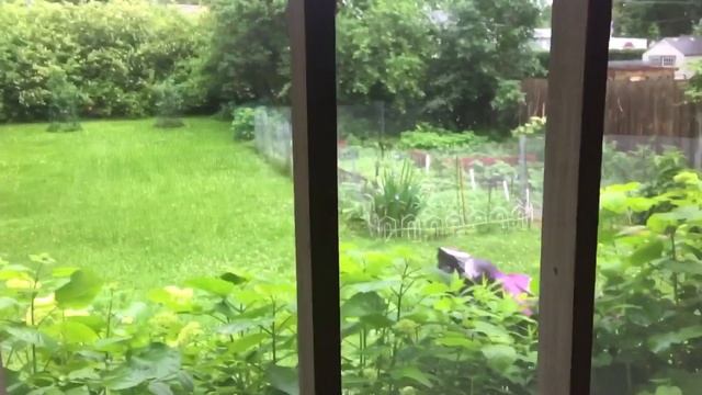 Подглядываем к соседям _Капуста с спаржей _ мои биодобавки смотреть онлайн