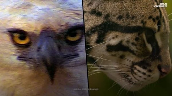 Capybaras, the Largest and ‘Chillest’ Rodents in the World