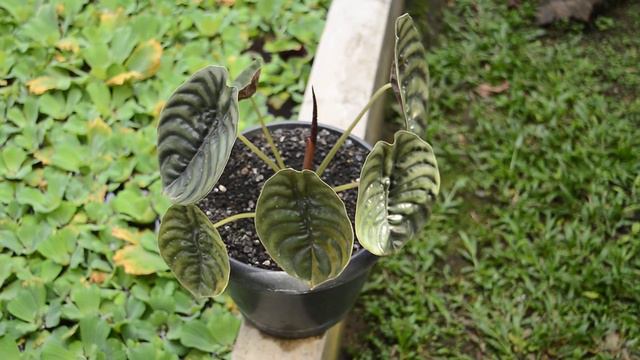 Tanaman Hias Alocasia Cuprea | Tengkorak смотреть онлайн