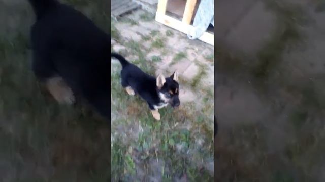 Помесь немец с хаски 1.5 мес. смотреть онлайн