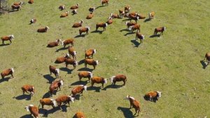 Хозяйства России | Обзор фермы | Молочное и мясное животноводство