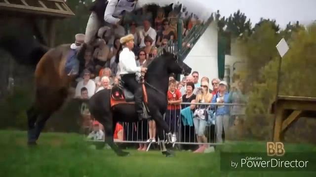 Клип для любителей лошадей смотреть онлайн