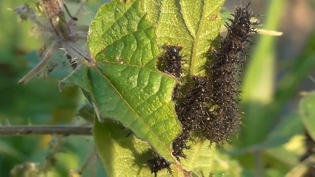 Гусеницы бабочки крапивницы смотреть онлайн