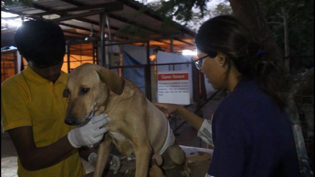 Rescue Dog With a broken Rib Cage, the Dog rib cage was bent and twisted. смотреть онлайн