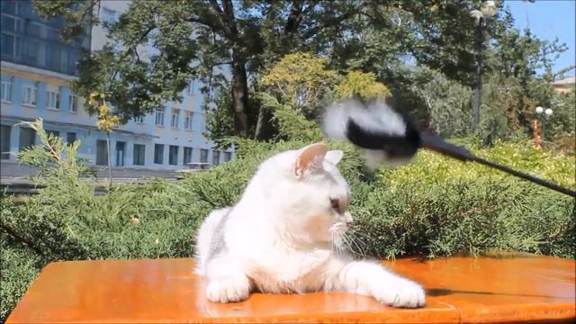 ADEYA BRI ns 11 смотреть онлайн