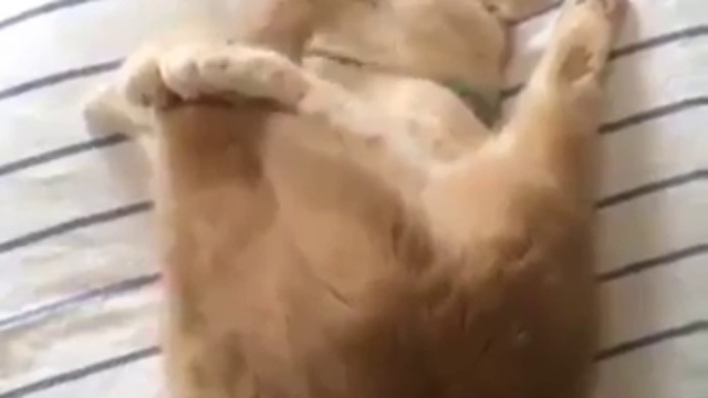 Самый уставший кот в мире смотреть онлайн