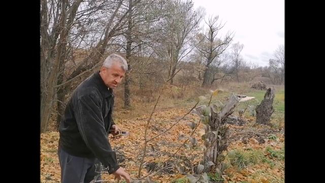 Осенняя обрезка молодой груши смотреть онлайн