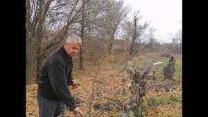 Осенняя обрезка молодой груши